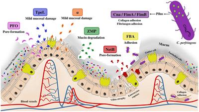 A comprehensive review of experimental models and induction protocols for avian necrotic enteritis over the past 2 decades